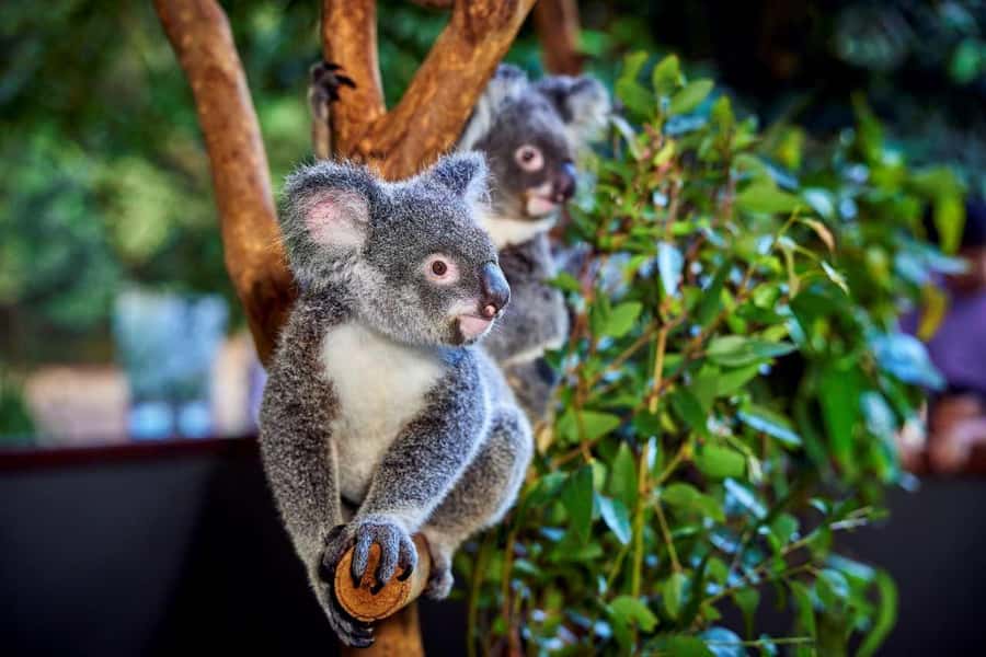 From Port Douglas: Hartley's Crocodile Park, Skyrail & Train - The Morning Ride From Port Douglas