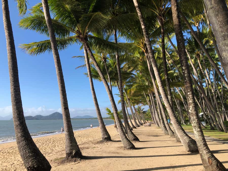 From Port Douglas: Kuranda via Scenic Rail or Skyrail Option - Starting from Port Douglas or the Northern Beaches