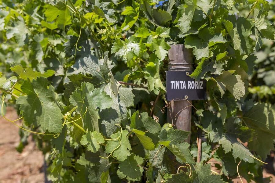 From Porto: Wine Tasting with Lunch at a Quinta, Cruise, and Train Ride - Free time in Pinhão
