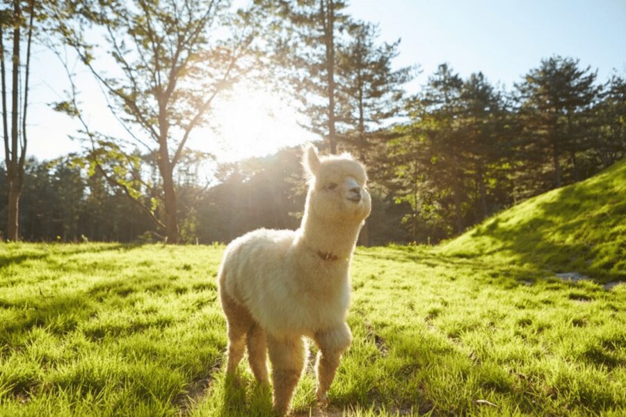 From Seoul: Full Day Trip to Alpaca Farm with Rail Bike - Vivaldi Park’s luge choice