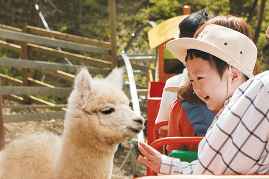 From Seoul: Full Day Trip to Alpaca Farm with Rail Bike - Meeting the alpacas at Alpaca World