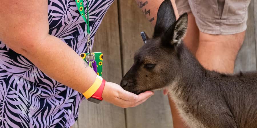 From Sydney: Blue Mountains, Scenic Railway, & Sydney Zoo - Leura: a one-hour pause between major stops