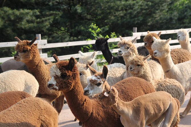 Full-Day Tour in Mt. Seorak & Nami (+Rail Bike Option) - Nami Island and the Winter Sonata connection