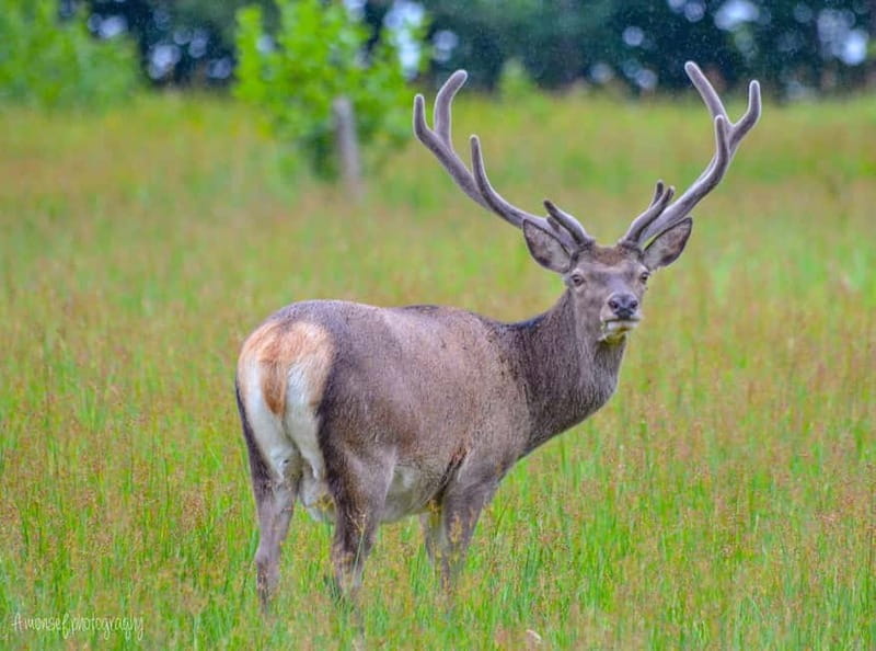Glenfinnan: Glenaladale cruise, see the train and eagles 2hr - The first big moment: Glenfinnan Viaduct