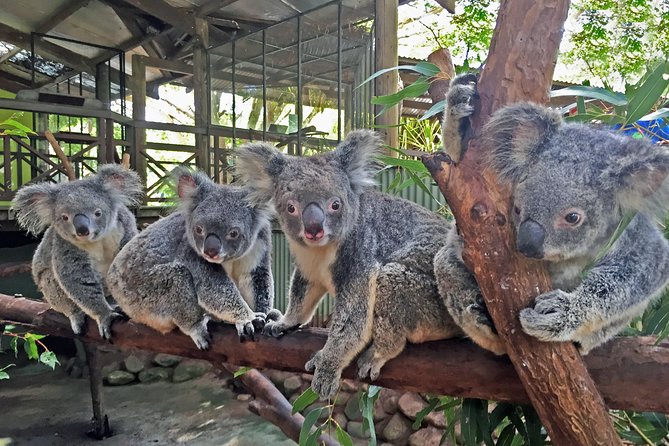 Grand Kuranda including Skyrail and Kuranda Scenic Railway - Kuranda Village and the limited free time