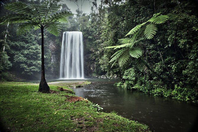 Grand Kuranda including Skyrail and Kuranda Scenic Railway - Butterflies at the Australian Butterfly Sanctuary