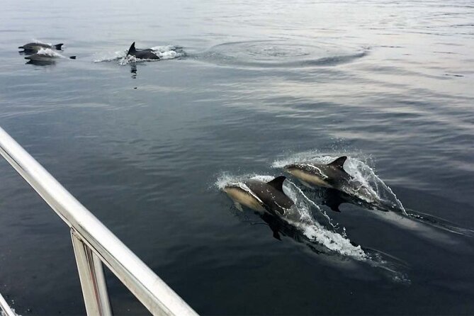 Jacobite Train and Private Cruise of Loch Nevis with Lunch - Mallaig and the private boat to Loch Nevis
