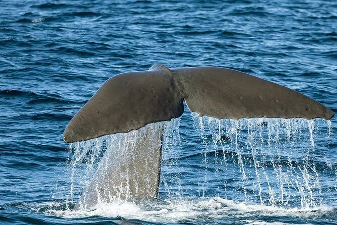 Kaikoura Whale Watch Day Tour from Christchurch including Coastal Pacific Train - Riding the Coastal Pacific Train north