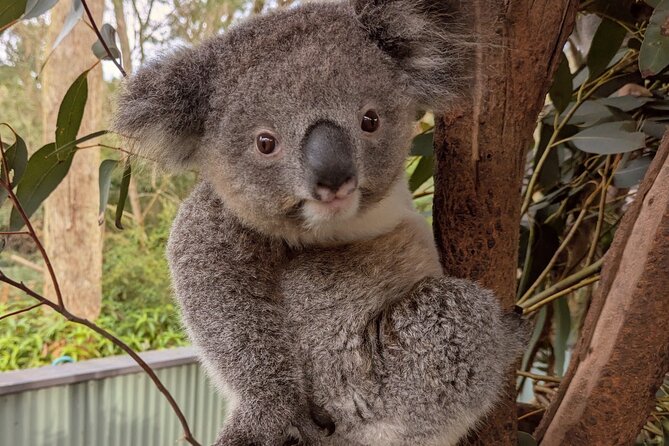 Koala & Kangaroos Experience, Waterfalls and Scenic Train Journey - Why this private Sydney day trip works