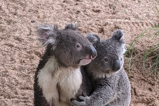 Koala & Kangaroos Experience, Waterfalls and Scenic Train Journey - Waterfront towns, boats, and giant pelicans