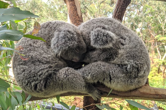 Koala & Kangaroos Experience, Waterfalls and Scenic Train Journey - Meeting koalas and kangaroos at Australian Reptile Park