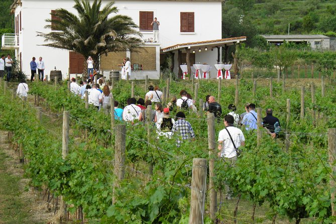 Konavle Valley Wine Tour from Dubrovnik with Train Ride and Wine Tasting - Leaving Dubrovnik for Konavle Valley