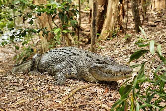 Kuranda, Scenic Rail, Skyrail and Hartley's Crocodile Adventures - Kuranda Village: interesting, but tightly timed