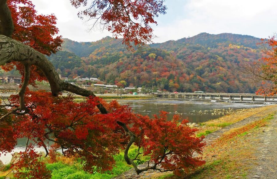 Kyoto: Arashiyama Tour with optional Sagano Romantic Train - What the guide adds to the experience