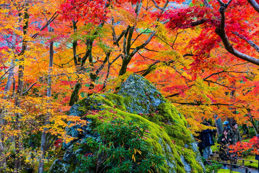 Kyoto: Arashiyama Tour with optional Sagano Romantic Train - Choosing the Sagano Romantic Train