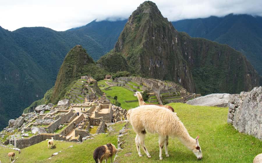 Machupicchu tour by tourist train in 2 days - Day 2: Reaching Machu Picchu by bus
