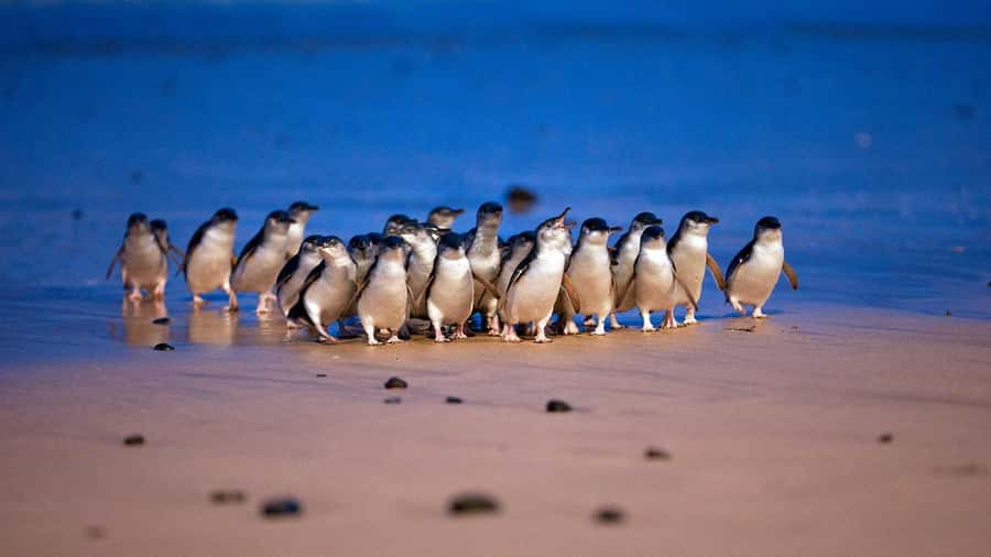 Melbourne: Penguin Parade Tour with Puffing Billy Train Ride - A long day with a clear reward