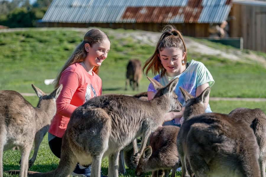 Melbourne: Penguin Parade Tour with Puffing Billy Train Ride - Puffing Billy through the Dandenong Ranges