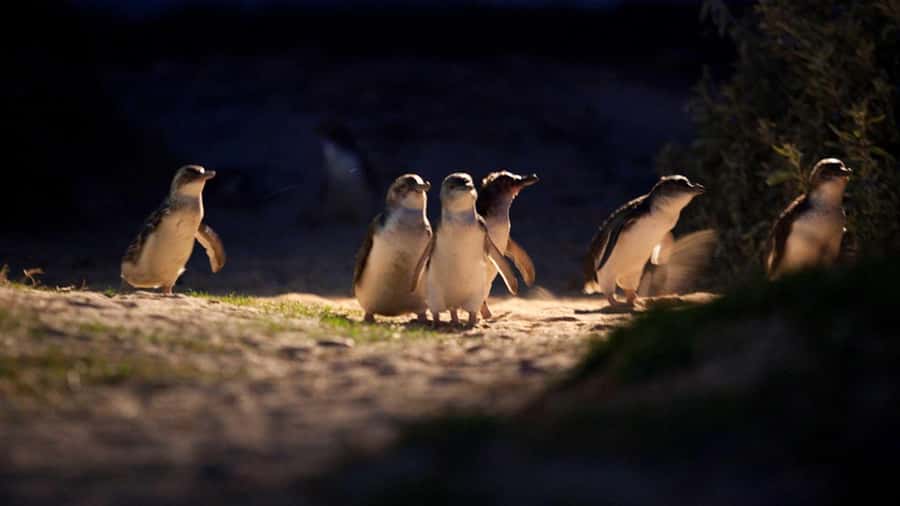 Melbourne: Penguin Parade Tour with Puffing Billy Train Ride - Watching the Penguin Parade after sunset