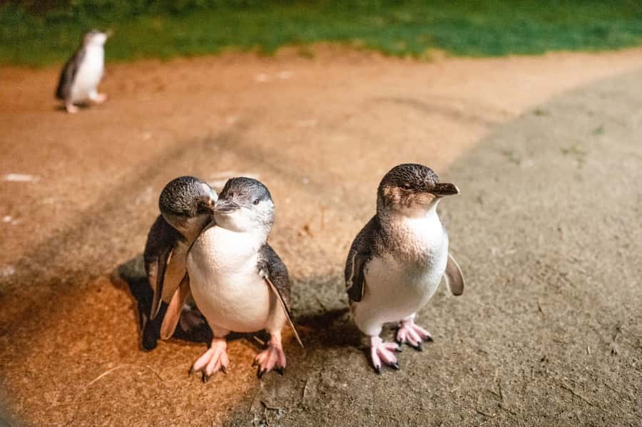 Melbourne: Puffing Billy Railway & Penguin Parade Day Tour - Why this combination works from Melbourne