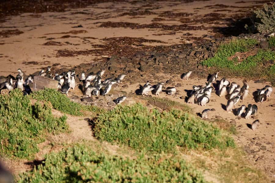 Melbourne: Puffing Billy Railway & Penguin Parade Day Tour - Is $145 good value?