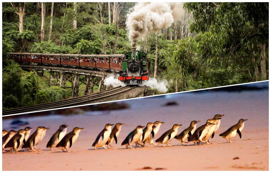 Melbourne: Puffing Billy Railway & Penguin Parade Day Tour - Starting in central Melbourne