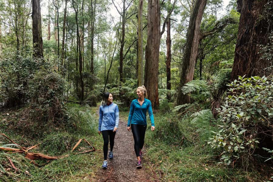 Melbourne: Puffing Billy Railway & Rainforest Tour - Should you book it?