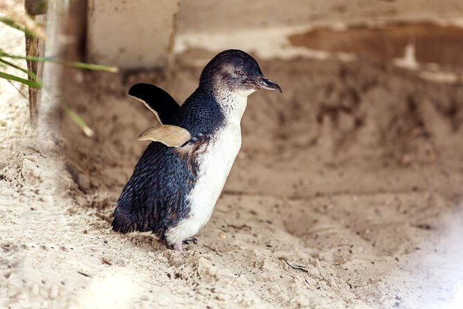 Melbourne Puffing Billy Train and Penguin Parade Day Tour Escape - Puffing Billy delivers the day’s most playful ride