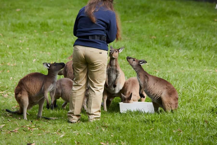 Melbourne: Puffing Billy Train & Healesville & Winery Tour - Key points before you book