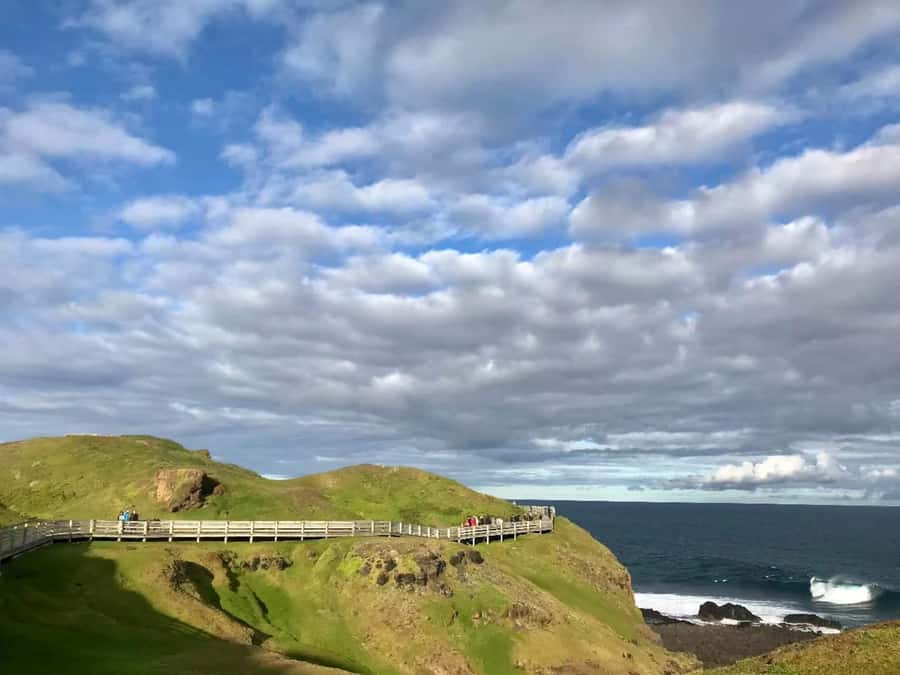 Melbourne: Puffing Billy Train & Penguin Island Excursion - Key points before you book