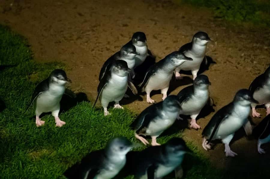 Melbourne: Puffing Billy Train & Penguin Island Excursion - From Melbourne pickup to the Dandenong Ranges