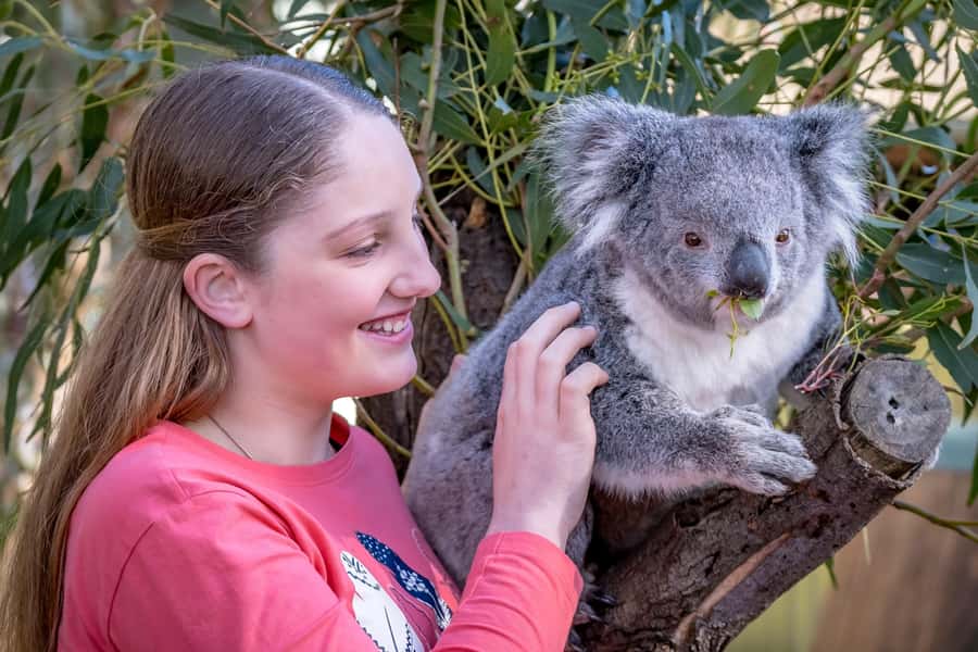 Melbourne: Puffing Billy Train & Penguin Island Excursion - The optional Maru Koala and Animal Park visit