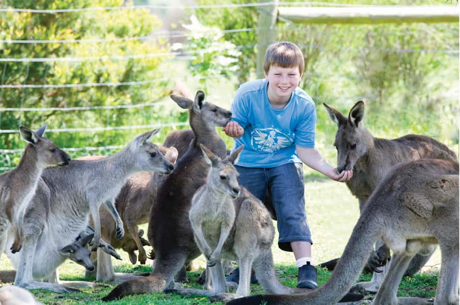 Melbourne: Puffing Billy Train & Penguin Island Excursion - Waiting for the little penguins