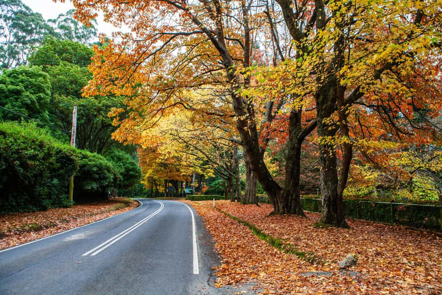 Melbourne: Puffing Billy Train & Penguin Parade Adventure - The optional Maru Koala and Animal Park stop