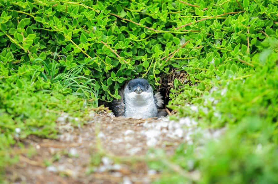 Melbourne: Puffing Billy Train & Penguin Parade Adventure - What the $130 price really covers