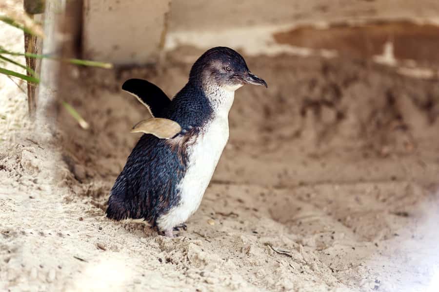 Melbourne: Puffing Billy Train & Penguin Parade Adventure - Starting from Melbourne’s central pickup points