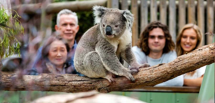 Melbourne: Puffing Billy Train Wildlife Zoo Private Tour - Why this private day trip works