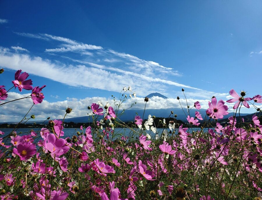 Mount Fuji & Hakone Private Tour with Bullet Train Return - The Hakone Ropeway changes the view