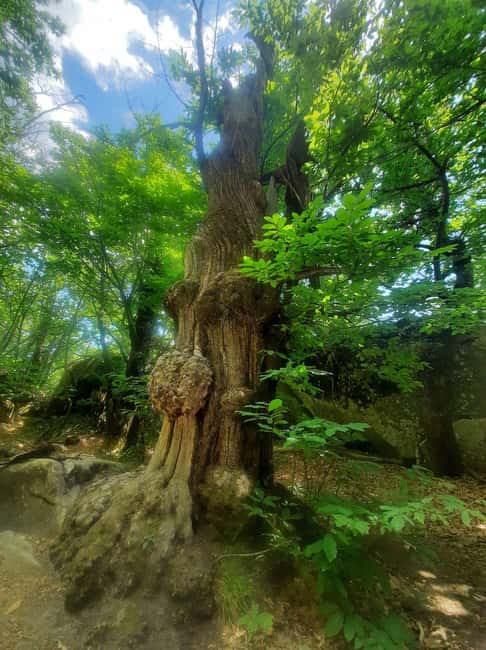 Mountain Train Experience: Hike & Mystic Forest (From Nice) - Annot: sandstone, chestnut trees, and the King’s Room