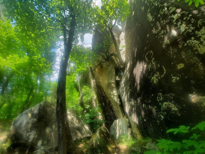Mountain Train Experience: Hike & Mystic Forest (From Nice) - Who should book this mountain day?