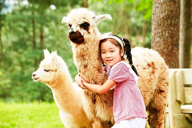 Nami+Alpaca+Garden of Morning Calm (+Rail Bike Option) - Nami Island: photogenic paths and limited wandering time