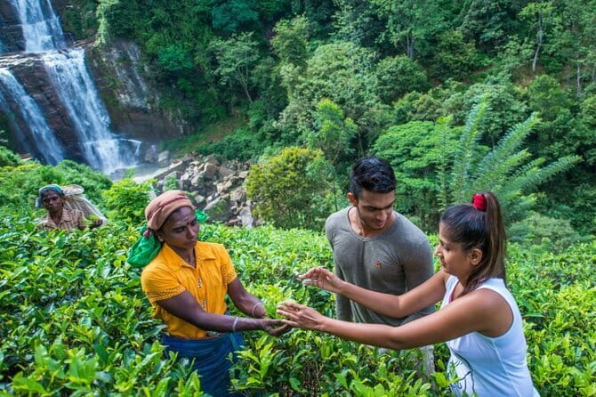 Nuwara Eliya Highlights: Waterfall, Tea & Picturesque Train Ride - Pedro Tea Factory and the taste of Nuwara Eliya