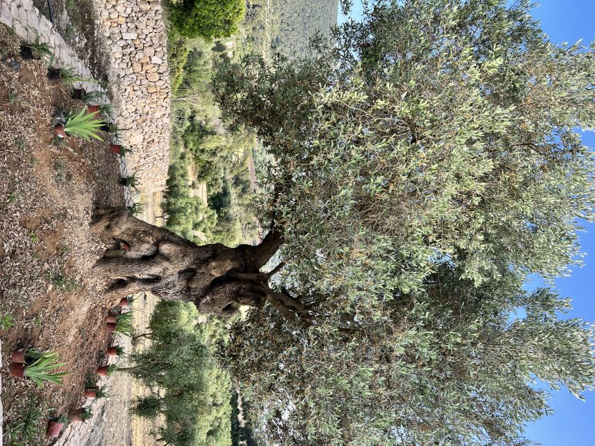 Palma: Orange Valley Vintage Train and Orange Farm Tour - A short van transfer into the orange valley
