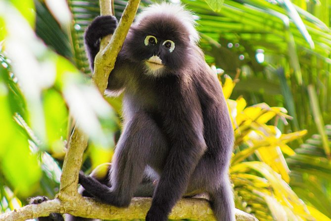 Penang Hill Funicular Ticket - Wildlife, trails, and time outside
