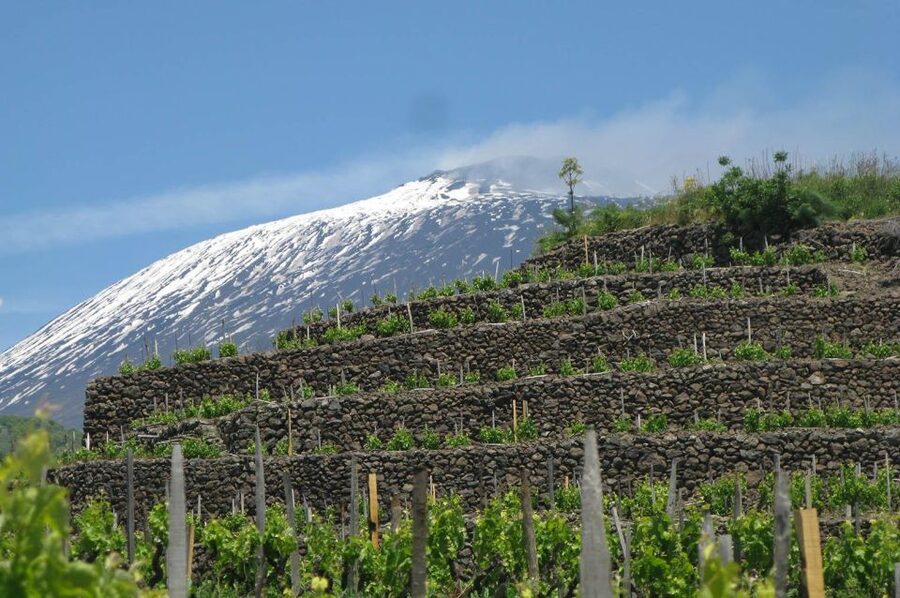 Piedimonte Etneo: Etna Wine Train Tour & Sicily Wine tasting - What the $198.25 price really covers