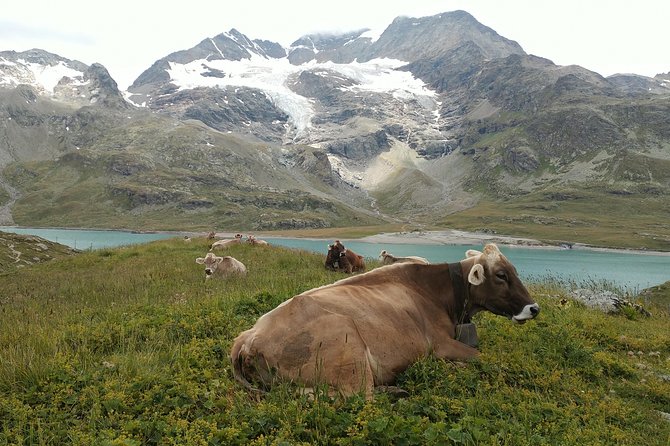 PRIVATE Bernina train, Sankt Moritz & Wines Guided tour from Lake Como or Milan - Price, group size, and what you receive