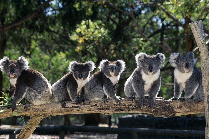 [Private Tour] Healesville Sanctuary Wildlife & Puffing Billy Steam Train - Key points to know before booking