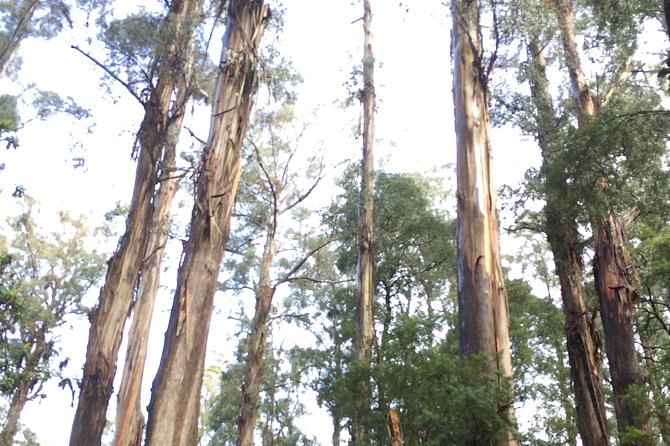 [Private Tour] Healesville Sanctuary Wildlife & Puffing Billy Steam Train - Two classic Victorian sights in one day