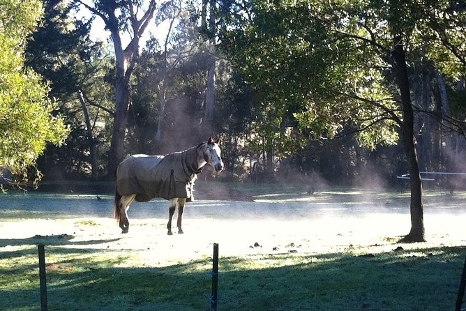 [Private Tour] Healesville Sanctuary Wildlife & Puffing Billy Steam Train - Why the private vehicle matters
