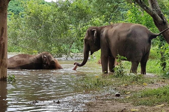 Private Tour to Kanchanaburi Death Railway and Elephant Haven - The train ride over the Death Railway